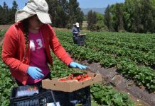 CNR llama a las mujeres regantes del Norte Chico a presentar sus iniciativas al primer concurso nacional de riego para agricultoras 2023