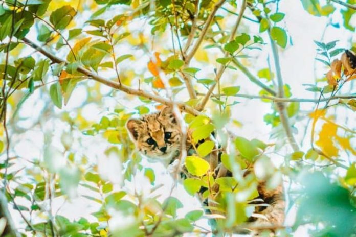 Centro de Rehabilitación UdeC y SAG liberaron a macho güina víctima de los incendios forestales