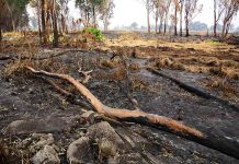 Ciencia chilena tras el manejo de incendios: interés y compromiso estatal