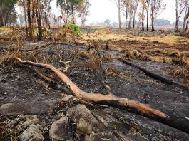 Ciencia chilena tras el manejo de incendios: interés y compromiso estatal