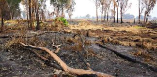 Ciencia chilena tras el manejo de incendios: interés y compromiso estatal