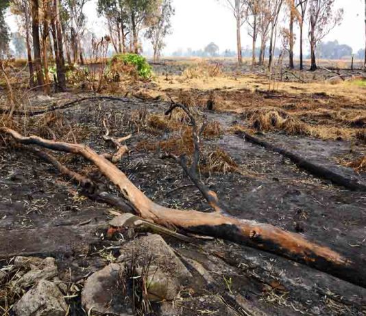 Ciencia chilena tras el manejo de incendios: interés y compromiso estatal