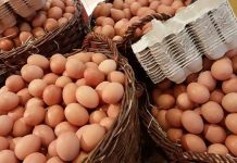 Continúan investigaciones para disminuir el colesterol del huevo a través de su alimentación