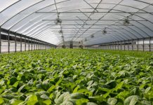 Corfo Metropolitano ofrece becas a productores hortícolas para mejorar sus conocimientos en manejo de invernaderos