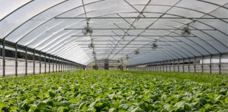 Corfo Metropolitano ofrece becas a productores hortícolas para mejorar sus conocimientos en manejo de invernaderos