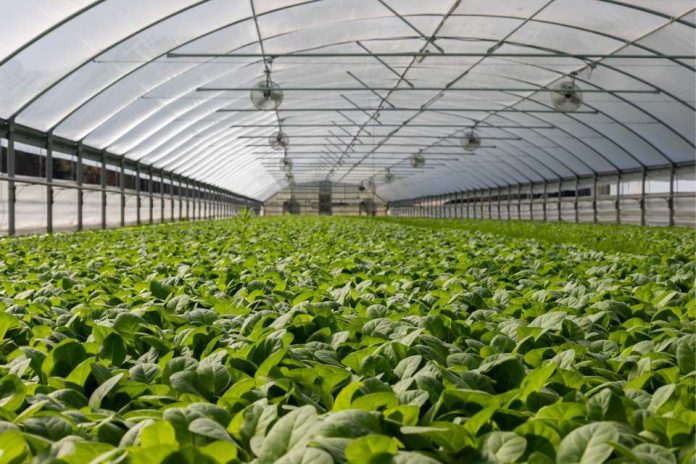 Corfo Metropolitano ofrece becas a productores hortícolas para mejorar sus conocimientos en manejo de invernaderos