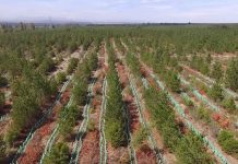 Dos millones de quillay en cinco años: Avanza proyecto de reforestación en Región del Biobío