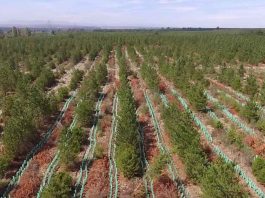 Dos millones de quillay en cinco años: Avanza proyecto de reforestación en Región del Biobío