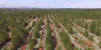 Dos millones de quillay en cinco años: Avanza proyecto de reforestación en Región del Biobío