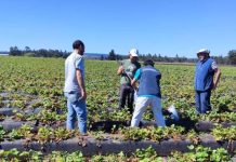 Experto español se suma a investigaciones que realiza Agronomía UdeC sobre impacto de los microplásticos en suelos Experto español se suma a investigaciones que realiza Agronomía UdeC sobre impacto de los microplásticos en suelos