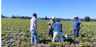 Experto español se suma a investigaciones que realiza Agronomía UdeC sobre impacto de los microplásticos en suelos