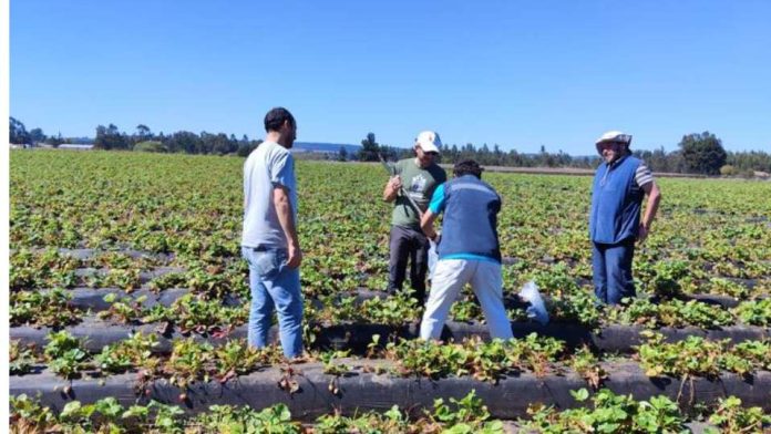 Experto español se suma a investigaciones que realiza Agronomía UdeC sobre impacto de los microplásticos en suelos