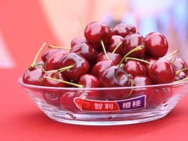 Exportaciones de cerezas chilenas cierran con nuevo récord en volumen