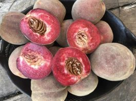 Innovación en alimentos: FIA impulsa escalamiento comercial productivo de Durazno Betarraga