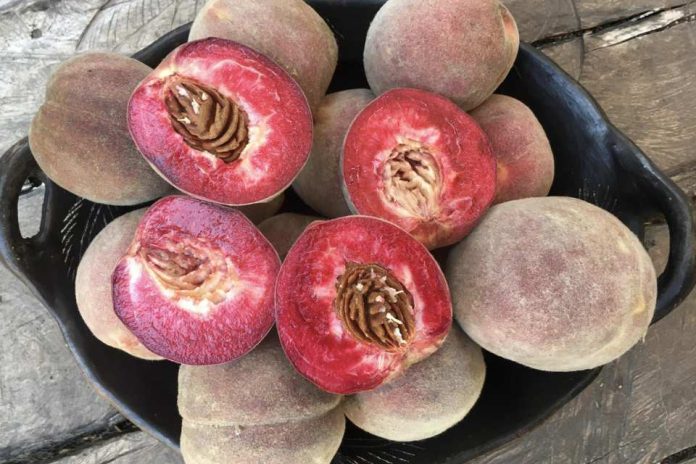 Innovación en alimentos: FIA impulsa escalamiento comercial productivo de Durazno Betarraga