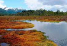 Fundación mapa y el importante aporte al desarrollo sostenible en el sur de Chile