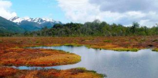 Fundación mapa y el importante aporte al desarrollo sostenible en el sur de Chile