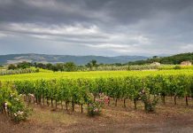 Gases inertes aseguran la competitividad del vino chileno al mitigar su riesgo de oxidación