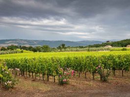 Gases inertes aseguran la competitividad del vino chileno al mitigar su riesgo de oxidación