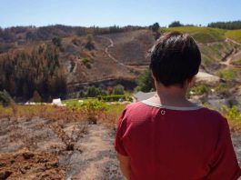 INDAP anuncia condonación de deudas y nuevo crédito para agricultores afectados por incendios
