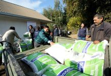 INDAP inició entrega de alimento animal para 2.300 pequeños ganaderos de Alto Biobío