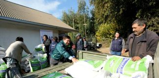 INDAP inició entrega de alimento animal para 2.300 pequeños ganaderos de Alto Biobío