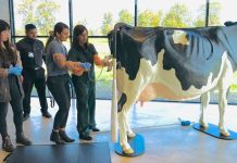 Inauguran edificio y primera vaca modular a escala real en Chile para capacitación en lechería de primer nivel