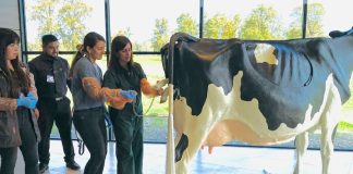 Inauguran edificio y primera vaca modular a escala real en Chile para capacitación en lechería de primer nivel