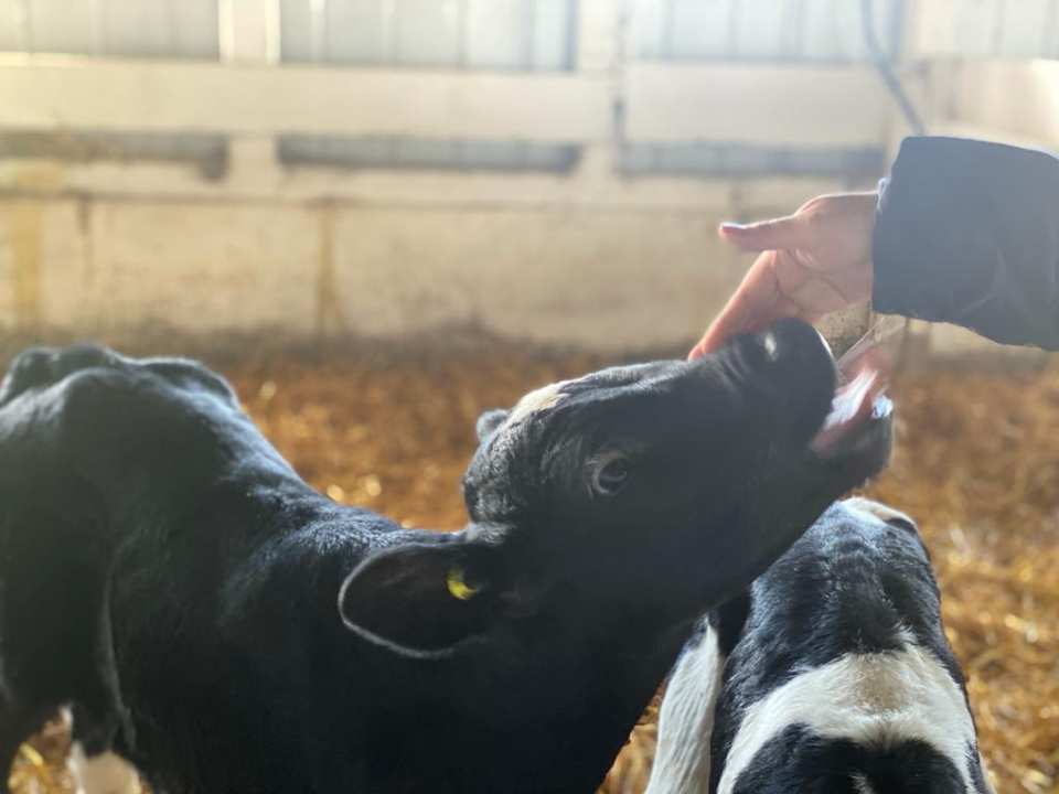 Innovar en la búsqueda de talentos de recursos humanos para la agroindustria, una metodología que requiere estar en terreno. INNOVA TALENTOS