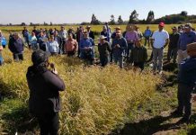 Investigadores de INIA presentaron nuevas modalidades en el cultivo del arroz ante escasez de agua