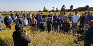 Investigadores de INIA presentaron nuevas modalidades en el cultivo del arroz ante escasez de agua