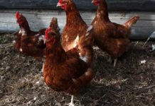 Llaman a dueñosas de aves a inscribirse en el SAG ante la emergencia por influenza aviar