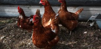 Llaman a dueñosas de aves a inscribirse en el SAG ante la emergencia por influenza aviar