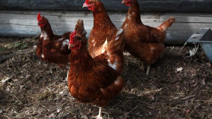 Llaman a dueñosas de aves a inscribirse en el SAG ante la emergencia por influenza aviar