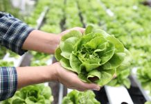 Manejo integral de plagas: La mejor alternativa para evitar el exceso de plaguicidas en los cultivos de lechuga Manejo integral de plagas La mejor alternativa para evitar el exceso de plaguicidas en los cultivos de lechuga