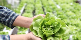 Manejo integral de plagas La mejor alternativa para evitar el exceso de plaguicidas en los cultivos de lechuga