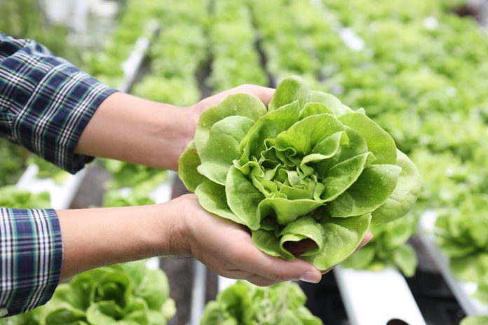 Manejo integral de plagas La mejor alternativa para evitar el exceso de plaguicidas en los cultivos de lechuga