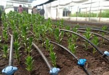 Más de 11.500 millones de pesos dispondrá Ñuble para proyectos de riego