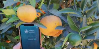 Nuevas herramientas digitales para el monitoreo y manejo de frutales