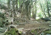 Presencia de 34 especies nativas detectó monitoreo de CONAF con cámaras trampa en Reserva Nacional Magallanes