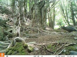 Presencia de 34 especies nativas detectó monitoreo de CONAF con cámaras trampa en Reserva Nacional Magallanes