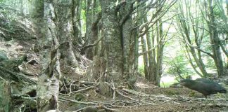 Presencia de 34 especies nativas detectó monitoreo de CONAF con cámaras trampa en Reserva Nacional Magallanes