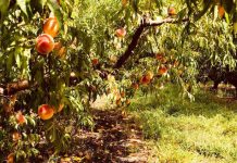 Proyecto busca identificar impacto de hongos de la madera en frutales de carozo