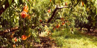 Proyecto busca identificar impacto de hongos de la madera en frutales de carozo