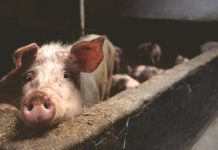 Reporte de ONG internacional Banca internacional mejora sus políticas de bienestar animal y Chile sigue en deuda