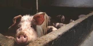 Reporte de ONG internacional Banca internacional mejora sus políticas de bienestar animal y Chile sigue en deuda