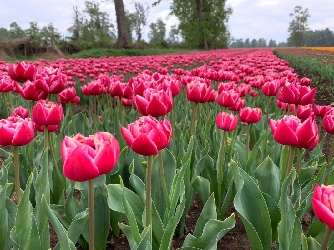 SAG certifica exportación de bulbos de Tulipán