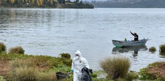 SAG continúa trabajo de vigilancia en Chiloé por Influenza Aviar