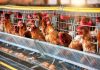 SAG erradicó foco de influenza aviar en plantel industrial de Valparaíso