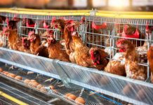 SAG erradicó foco de influenza aviar en plantel industrial de Valparaíso